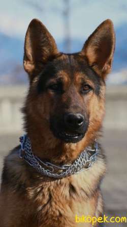 Özel Alman Çoban Köpeğim 2