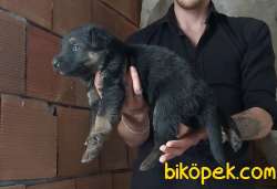 Özel Alman Çoban Köpeğim 1