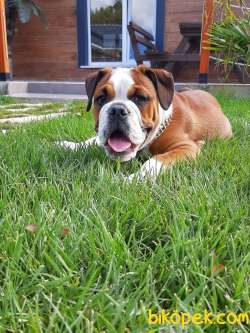 Ozel Amerikan Buldog Yavrulari 2