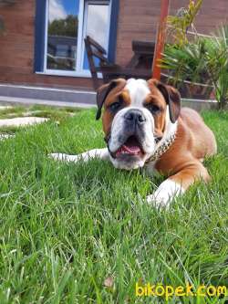 Ozel Amerikan Buldog Yavrulari 1