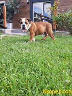 Ozel Amerikan Buldog Yavrulari 3