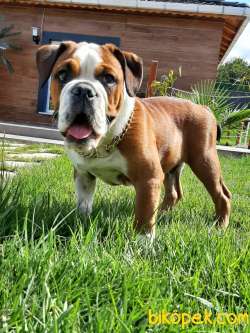 Ozel Amerikan Buldog Yavrulari 5