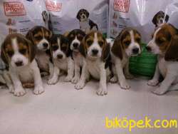 Özel Beagle Yavruları  Geldi 1
