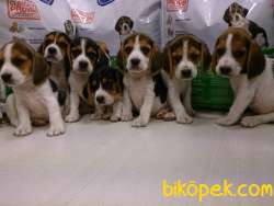 Özel Beagle Yavruları  Geldi 4