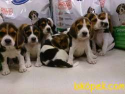 Özel Beagle Yavruları  Geldi 5