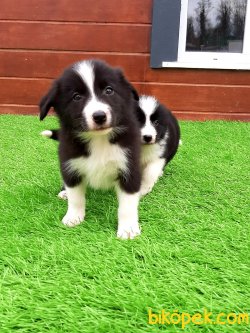 ÖZEL BORDER COLLIE YAVRULAR 3