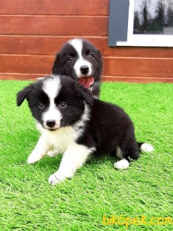 ÖZEL BORDER COLLIE YAVRULAR 5