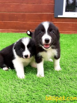 ÖZEL BORDER COLLIE YAVRULAR 4