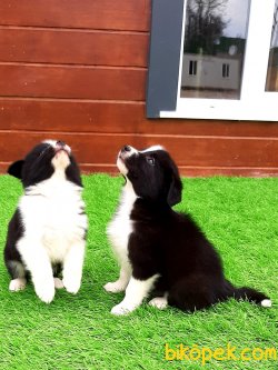 ÖZEL BORDER COLLIE YAVRULAR 2