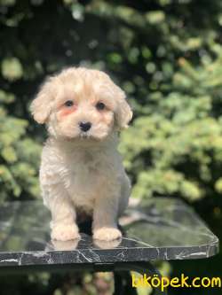Özel Dizayn Irk Latte Maltipoo 2