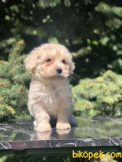 Özel Dizayn Irk Latte Maltipoo 1