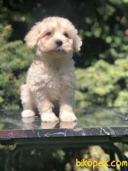 Özel Dizayn Irk Latte Maltipoo 3