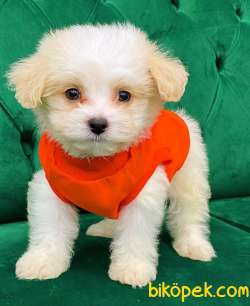 Özel Dizayn Maltipoo Yavrumuz 1