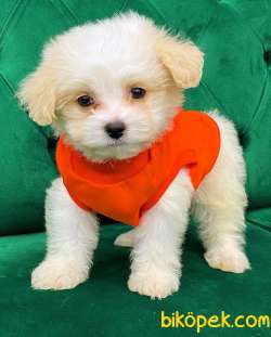 Özel Dizayn Maltipoo Yavrumuz 2