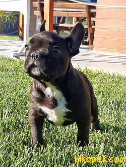 ÖZEL Frenc Buldog Blue Marley 2
