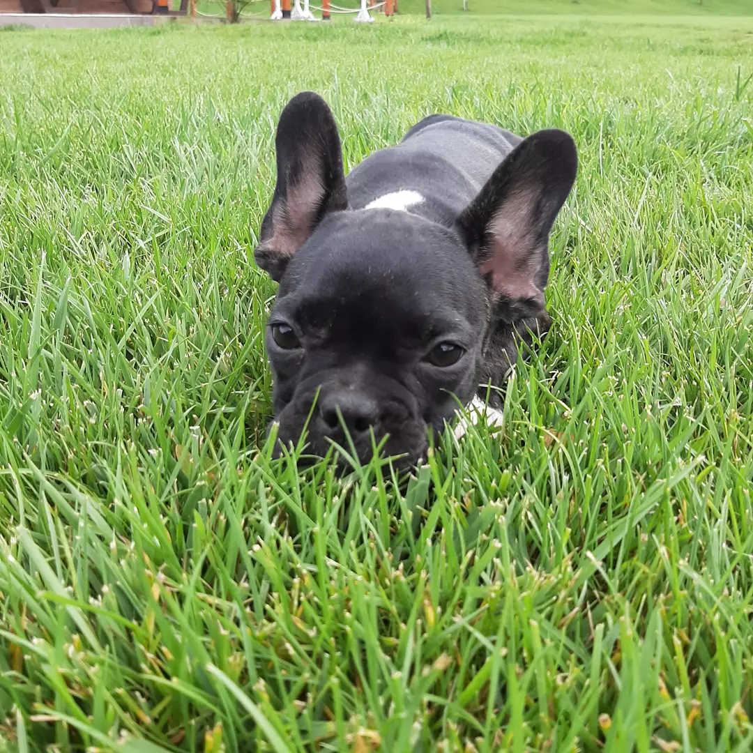 MUHTEŞEM FRENCH BULLDOG YAVRULARI 2