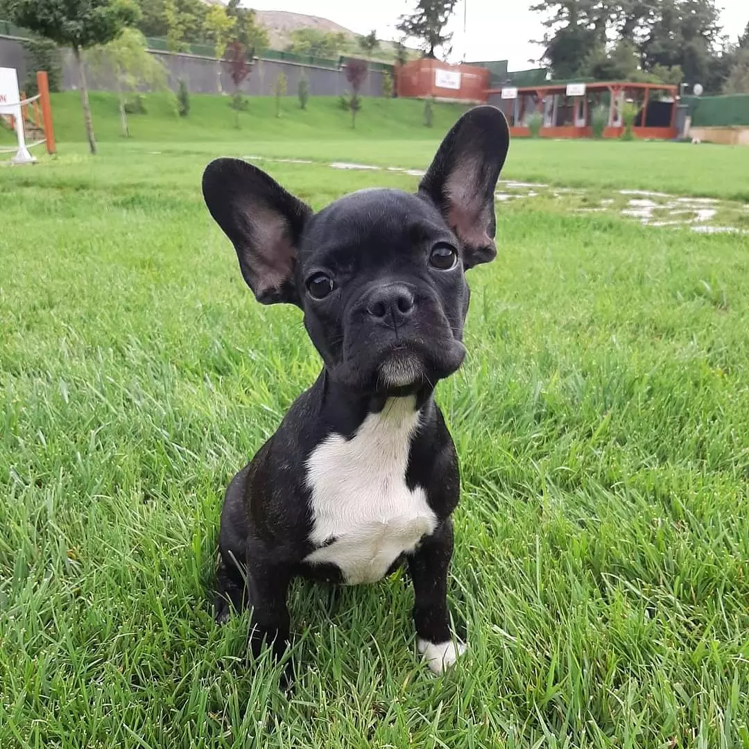 MUHTEŞEM FRENCH BULLDOG YAVRULARI 1