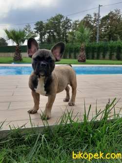 MUHTEŞEM FRENCH BULLDOG YAVRULARI 4