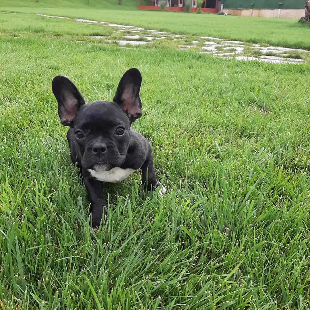 MUHTEŞEM FRENCH BULLDOG YAVRULARI 3