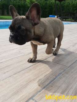 MUHTEŞEM FRENCH BULLDOG YAVRULARI 5