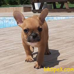 Özel French Bulldog Yavruları ÇİFTLİKTEN 4