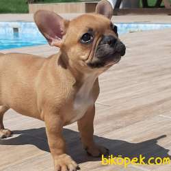 Özel French Bulldog Yavruları ÇİFTLİKTEN 1