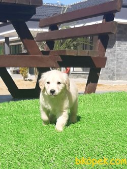 Özel Golden Retriever Yavruları 5