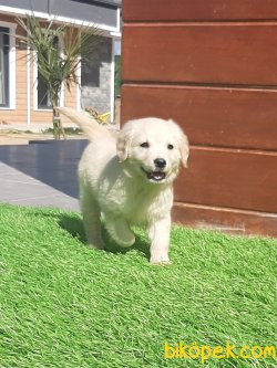 Özel Golden Retriever Yavruları 1