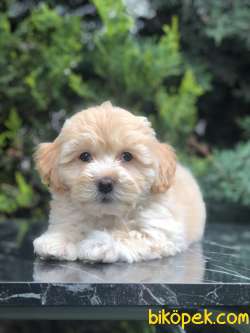 Özel Irk Gold Rengi Maltipoo 3