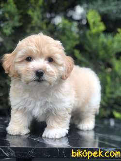Özel Irk Gold Rengi Maltipoo 1
