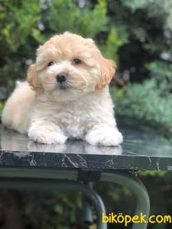 Özel Irk Gold Rengi Maltipoo 4