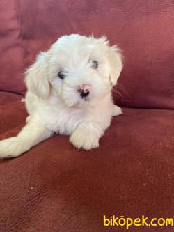 ÖZEL IRK MALTİPOO 1