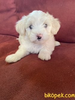 ÖZEL IRK MALTİPOO 3