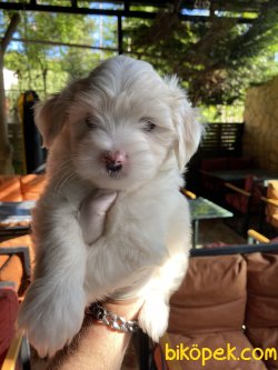 ÖZEL IRK MALTİPOO 2