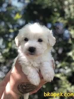 Özel Irk Maltipoo 2