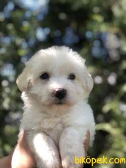 Özel Irk Maltipoo 3