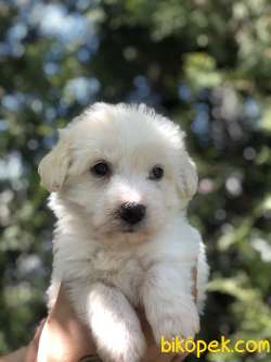 Özel Irk Maltipoo 1