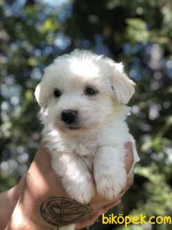 Özel Irk Maltipoo 4