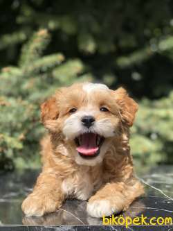 Özel Irk Maltipoo Bebek 1