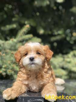 Özel Irk Maltipoo Bebek 3