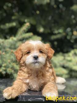 Özel Irk Maltipoo Bebek 2