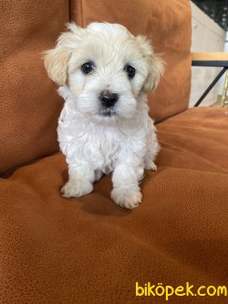 ÖZEL IRK MALTİPOO BEBEKLER 2