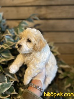 ÖZEL IRK MALTİPOO BEBEKLER 3