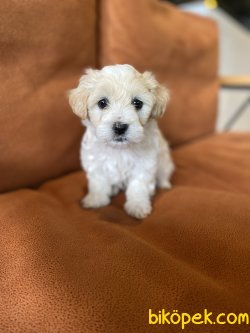 ÖZEL IRK MALTİPOO BEBEKLER 1