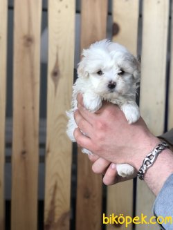 ÖZEL IRK MALTİPOO BEBEKLERİMİZ 3