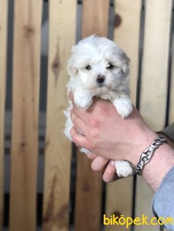 ÖZEL IRK MALTİPOO BEBEKLERİMİZ 2