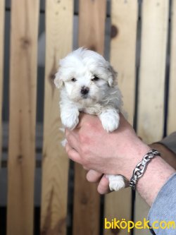 ÖZEL IRK MALTİPOO BEBEKLERİMİZ 1