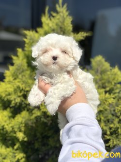 ÖZEL IRK MALTİPOO YAVRULARIMIZ 5