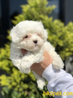 ÖZEL IRK MALTİPOO YAVRULARIMIZ 3