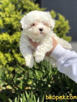 ÖZEL IRK MALTİPOO YAVRULARIMIZ 4